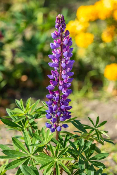 ルピナスの花が緑の葉自然と明るい — ストック写真