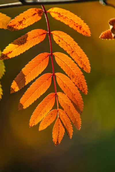 Autumn Tree Ashberry Bright Colors Nature — Stock Photo, Image