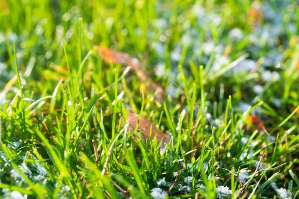 Verde Erba Neve Offuscata Sfondo Bokeh — Foto Stock