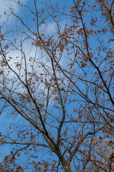 Herbstliche Äste Blick Den Himmel — Stockfoto