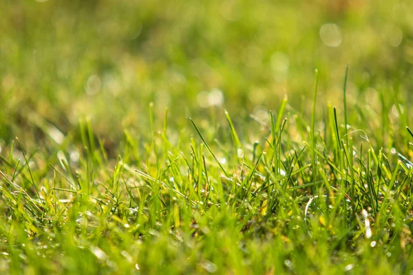 Grama Verde Desfocado Fundo Bokeh — Fotografia de Stock