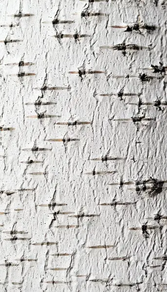 Birch Bark Background Texture — Stock Photo, Image