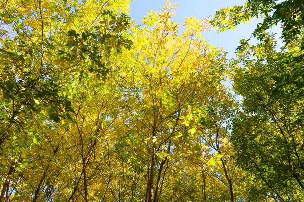 Bladeren Van Bomen Weergave Van Onderen Hemel Herfst Landschap — Stockfoto