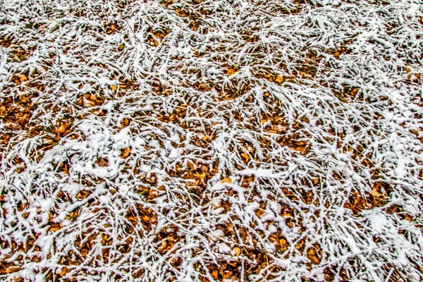 Feuilles Automne Herbe Dans Neige — Photo