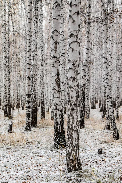 Invierno Primera Nieve Abedul Bosque Paisaje — Foto de Stock