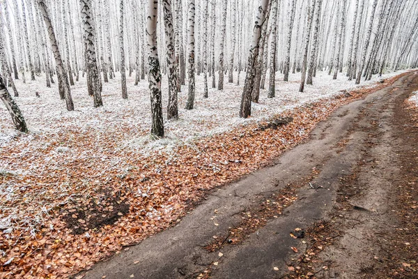 Kış ormanı boyunca yol