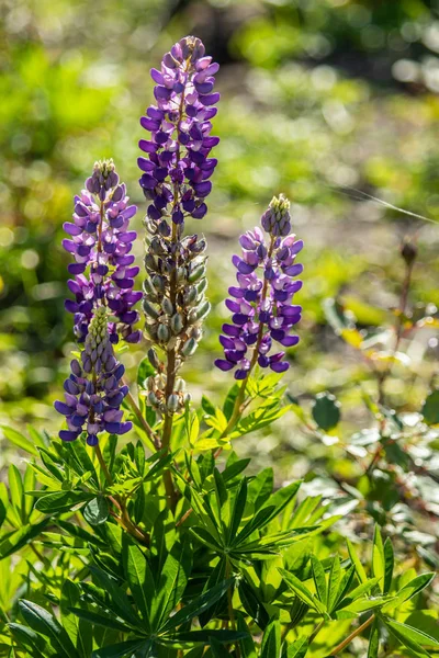 Lupinus Flores São Brilhantes Com Natureza Folhagem Verde — Fotografia de Stock