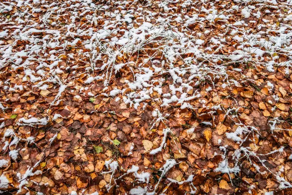 Feuilles Automne Herbe Dans Neige — Photo