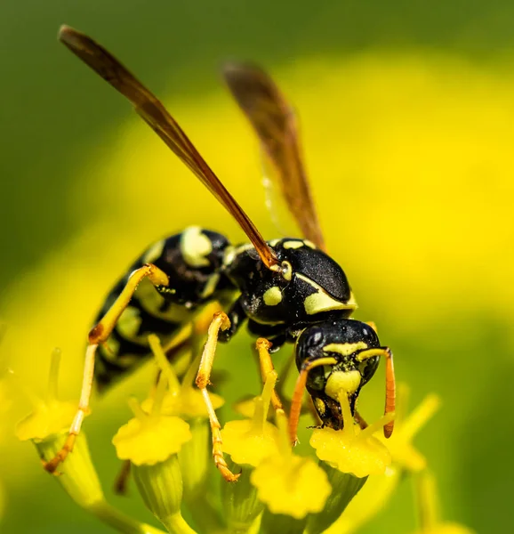 Abeja Una Flor Primavera Amarilla — Foto de Stock