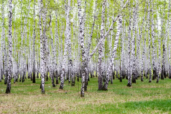 Зеленый Весенний Березовый Лес Пейзаж — стоковое фото