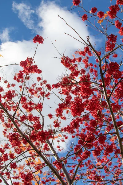 Autumn Tree Ashberry Bright Colors Nature — Stock Photo, Image