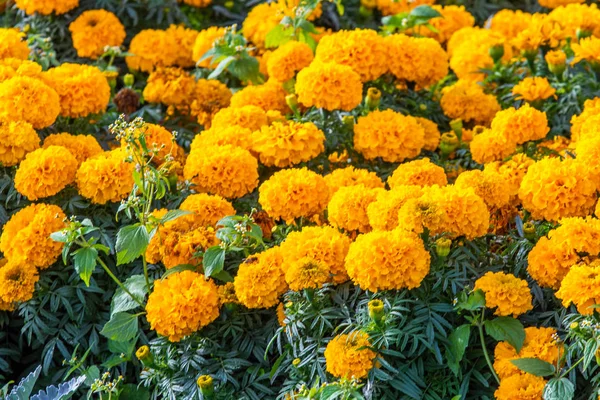 Marigolds Kis Virágok Sok — Stock Fotó