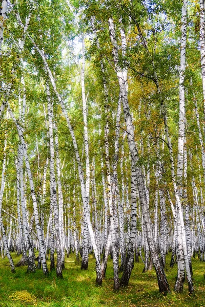 Floresta Bétula Amarela Final Outono Natureza Paisagem — Fotografia de Stock