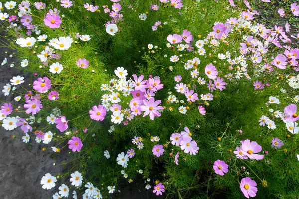 Kosmos Kwiaty Wirydarz Góry Krajobraz Natura — Zdjęcie stockowe