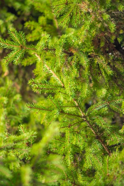 Spruce Green Twig Close — Stock Photo, Image