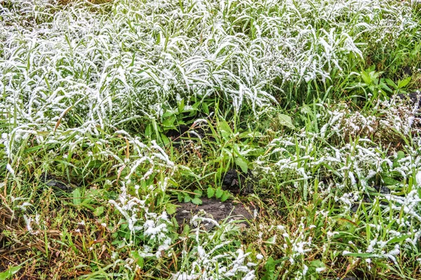 雪中高大的绿草 — 图库照片