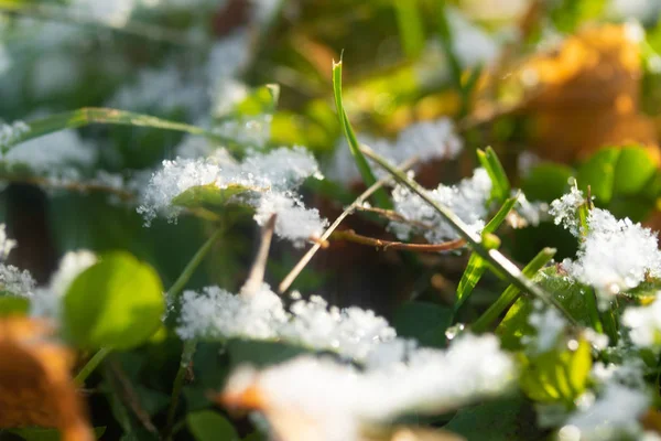 Πράσινο Γρασίδι Χιόνι Θολή Φόντο Bokeh — Φωτογραφία Αρχείου