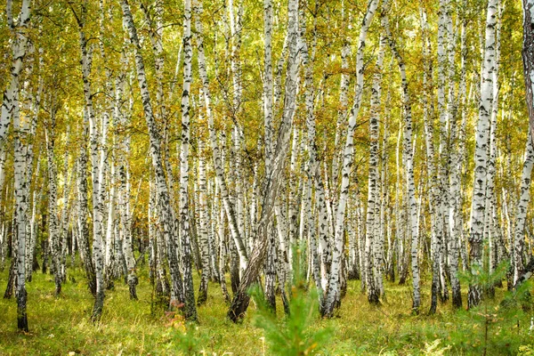 Yellow Birch Forest Late Autumn Nature Landscape — Stock Photo, Image