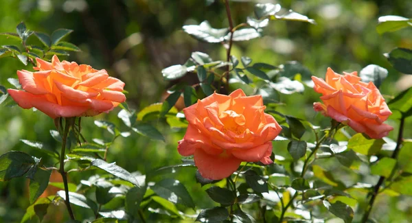 Zamknij Się Shot Piękny Kwiat Róża Natura — Zdjęcie stockowe