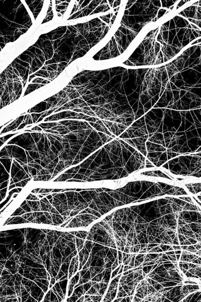 Κλαδιά Δέντρου Λευκή Σιλουέτα Μαύρο Φόντο — Φωτογραφία Αρχείου