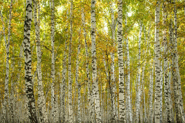 желтый березовый лес, поздняя осень
