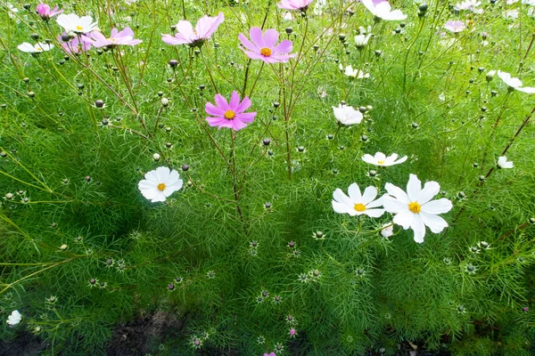 コスモスの花 自然のクローズ アップ風景 — ストック写真