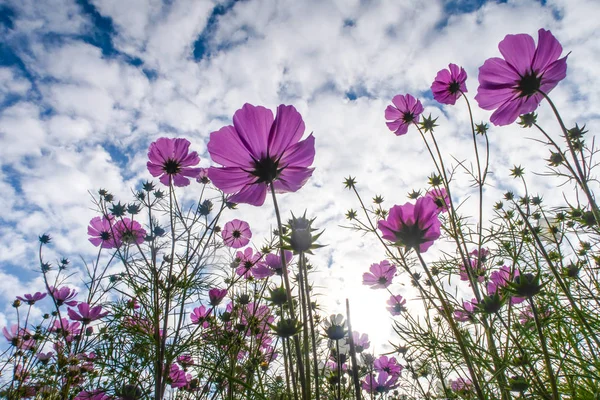 stock image Cosmos flowers, view from below into the sky