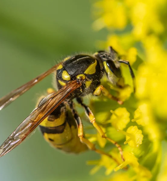 wasp close up on a yellow flower defocused