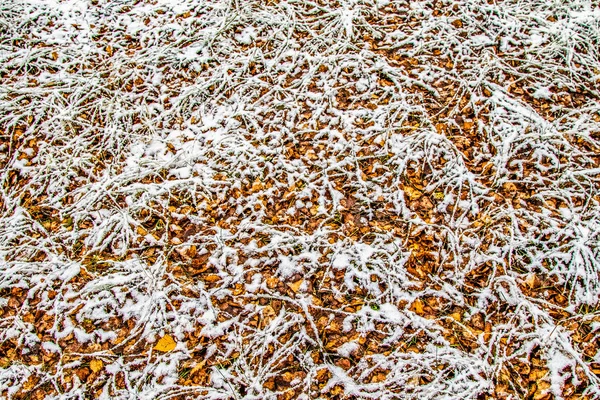 kar uzun boylu yeşil çim