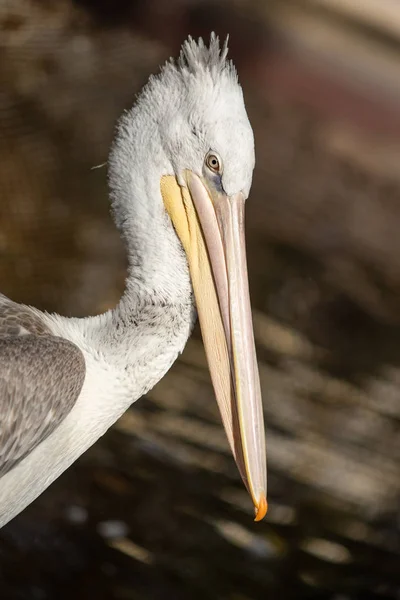 Vogel Pelikan Nahe Wasser Natur — Stockfoto