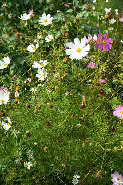 Kosmos Blumen Natur Nahaufnahme Landschaft — Stockfoto