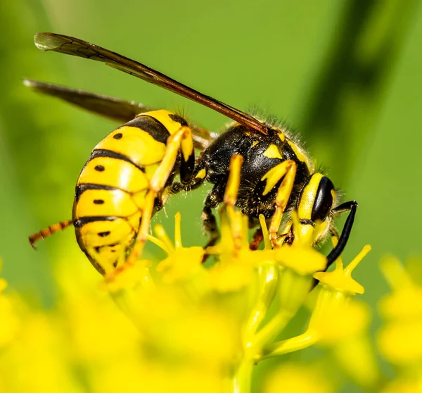 Abeja Una Flor Primavera Amarilla — Foto de Stock