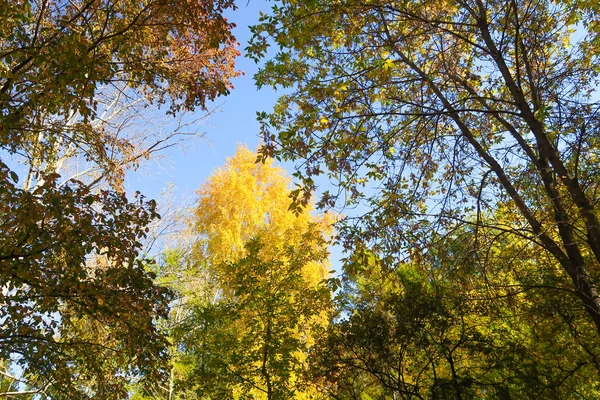 ツリー ビューの下から葉空 秋の風景に — ストック写真