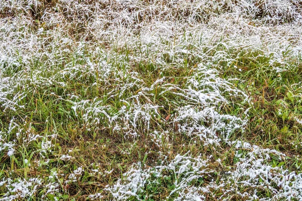 Erba Verde Alta Nella Neve — Foto Stock
