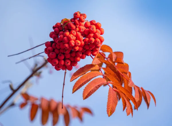 Doğa Sonbahar Ağaç Ashberry Parlak Renkler — Stok fotoğraf