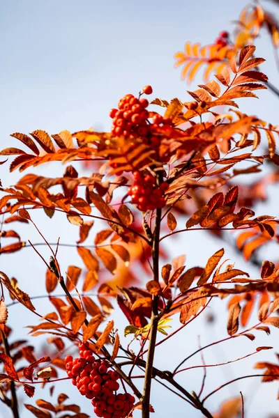 Herfst Boom Ashberry Felle Kleuren Van Natuur — Stockfoto