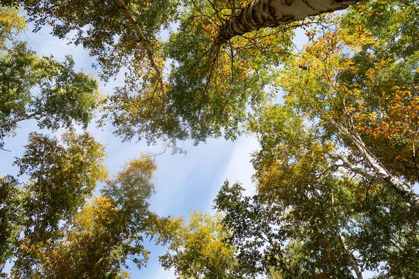 Birch Forest View Sky Autumn Nature — Stock Photo, Image