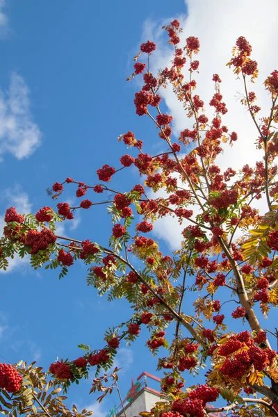 Árbol Otoño Arándano Colores Brillantes Naturaleza — Foto de Stock