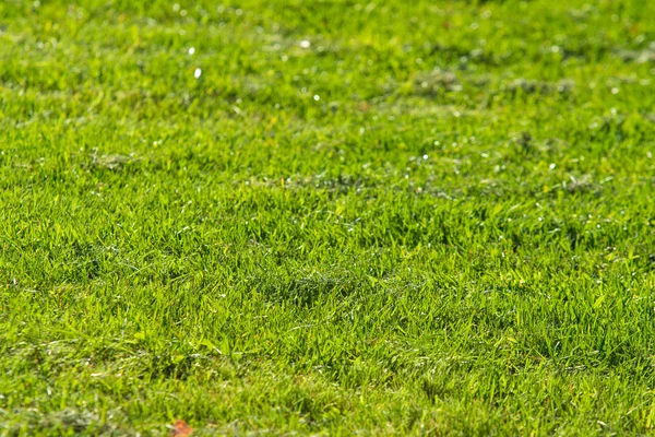 green grass background focus on the center