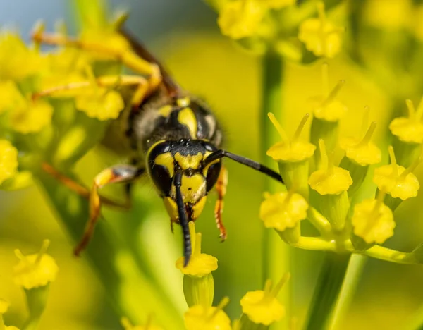 Wasp Close Een Gele Bloem Intreepupil — Stockfoto