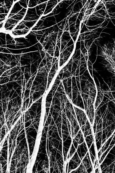 Branches Arbre Silhouette Blanche Sur Fond Noir — Photo