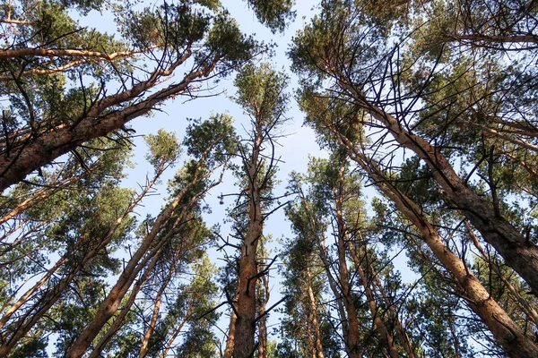 Θέα Στο Δάσος Πεύκου Από Κάτω Ουρανό — Φωτογραφία Αρχείου