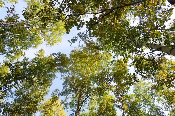 Birch Forest View Sky Autumn Nature — Stock Photo, Image