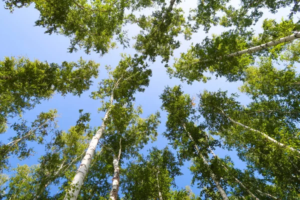 orman manzaralı aşağıdan gökyüzüne huş ağacı