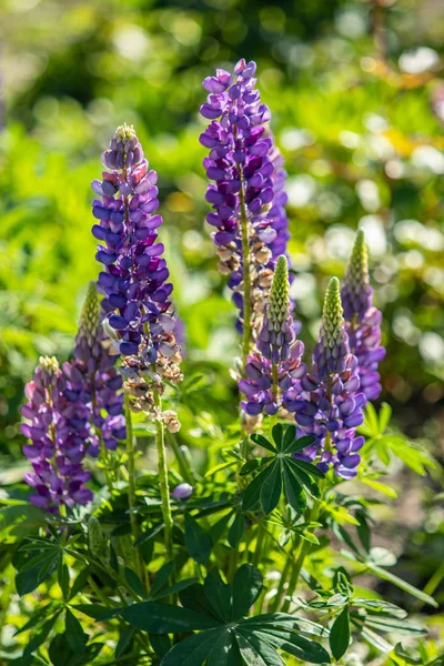 ルピナスの花が緑の葉自然と明るい — ストック写真