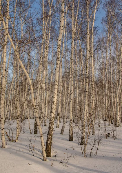 huş ağacı ormanda kış doğa manzarası