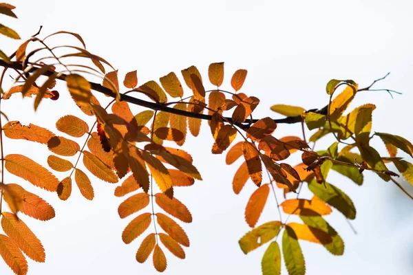 autumn tree ashberry bright colors of nature