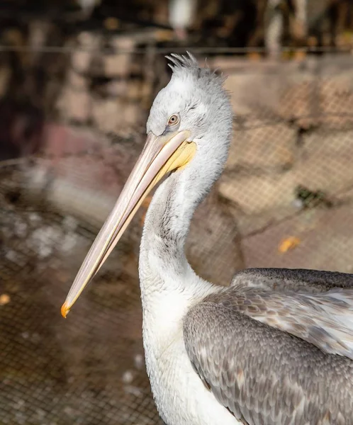 Vogel Pelikan Nahe Wasser Natur — Stockfoto