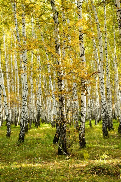 Sarı huş ağacı orman, geç sonbahar doğa manzara