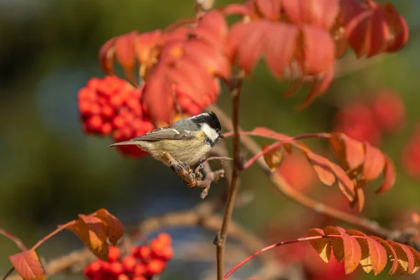 ツリー秋の鳥ホオジロ — ストック写真